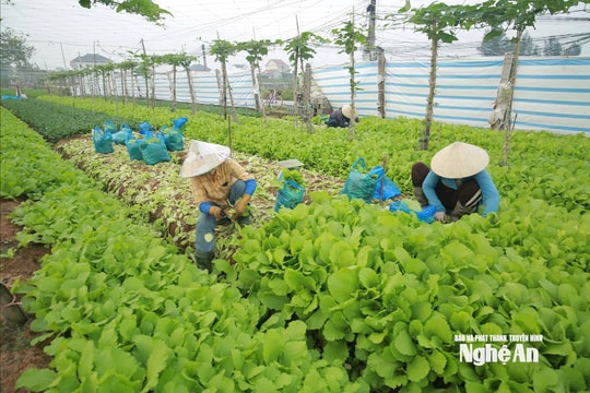 Nguồn cung tăng, giá rau xanh Nghệ An hạ nhiệt