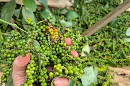 Giá tiêu hôm nay 15/12/2025: Tăng nhẹ trong tuần