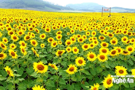 Đồi hoa hướng dương Nghệ An bừng nở, sẵn sàng đón du khách