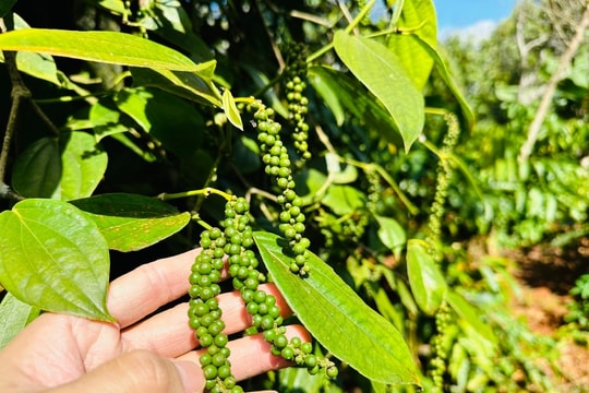 Giá tiêu hôm nay 17/12/2025: Xuất khẩu tiêu tăng mạnh