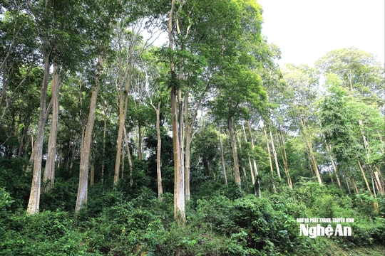Thời tiết Nghệ An ngày 18/12: Sáng sớm có mưa nhỏ vài nơi, đêm trời rét