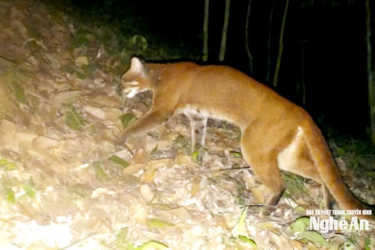 Sử dụng bẫy ảnh, Khu BTTN Pù Hoạt lần đầu ghi nhận được loài beo lửa đặc biệt quý hiếm
