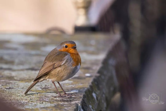 Bí quyết chụp ảnh chim cổ đỏ: Kỹ thuật để có bức hình sắc nét