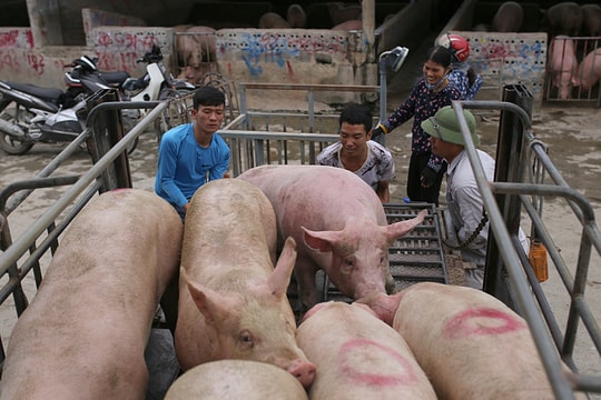 Giá heo hơi hôm nay 17/12: Miền Bắc lập đỉnh mới 66.000 đồng/kg