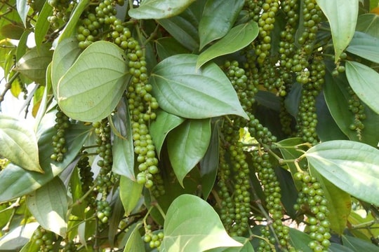 Giá tiêu hôm nay 17/12: Tăng nhẹ, cao nhất 150.000 đồng/kg