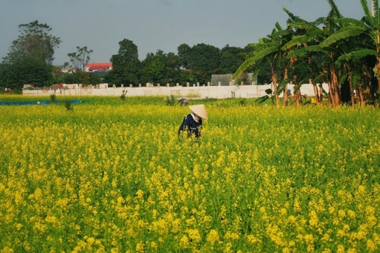 Thuận An Hà Nội: mùa hoa cải vàng ven sông Đuống đầu đông