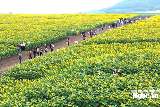 Rực rỡ cánh đồng hoa hướng dương xứ Nghệ