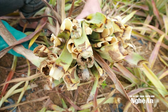 Hàng trăm ha dứa ở Nghệ An bị thối nõn, hư hỏng nặng