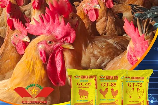 Golden Star - Đồng hành bền vững cùng người chăn nuôi Việt Nam