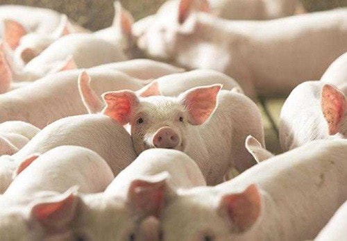 Giá heo hơi hôm nay 21/12: Miền Bắc chạm mốc 69.000 đồng/kg