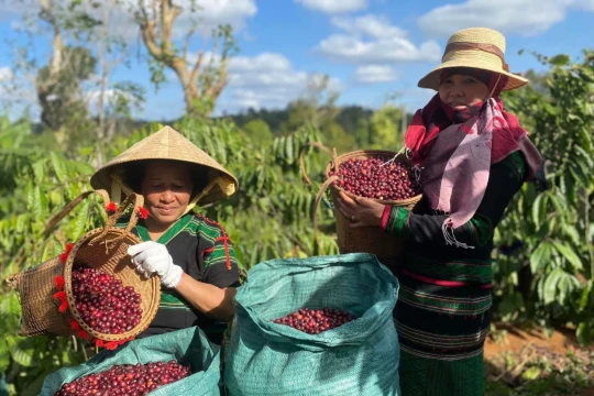 Giá cà phê hôm nay 24/12/2025: Tiếp tục tăng, tồn kho thấp