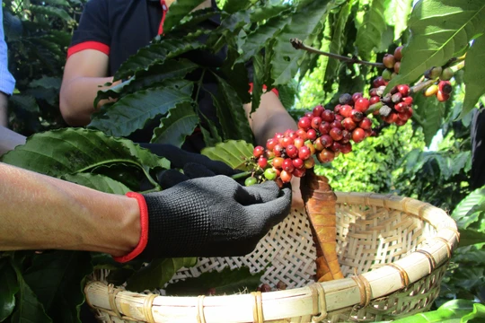 Giá cà phê hôm nay 25/12/2025: Tăng mạnh do nông dân hạn chế bán ra