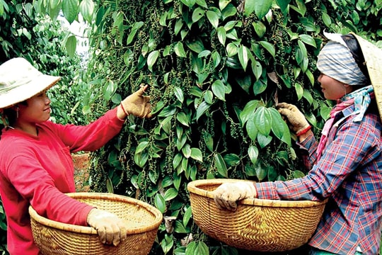 Giá tiêu hôm nay 25/12/2025 tăng nhẹ 500 đồng, Campuchia là nguồn cung hồ tiêu số một cho Việt Nam