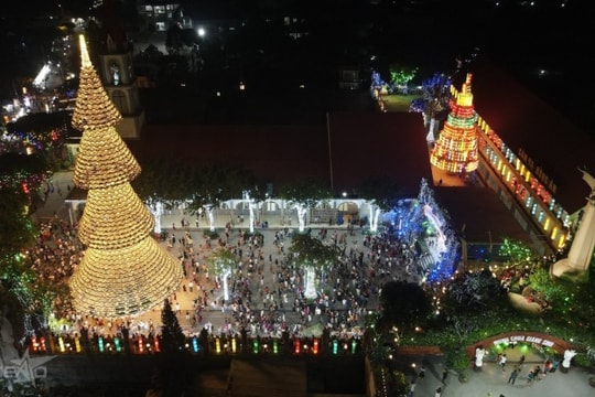 Đồng Nai: Giáng sinh lạ mắt với cây thông nón lá cao 35 m