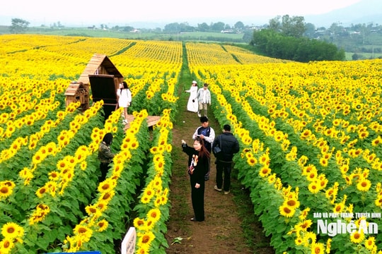 Vườn hoa hướng dương Nghệ An dự kiến mở cửa đón khách đến sát Tết Nguyên đán