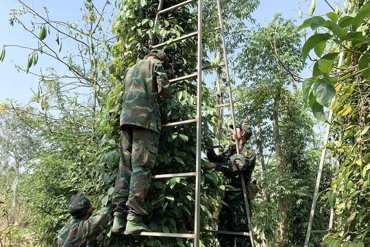 Giá tiêu hôm nay 26/12/2025: Vượt mốc 150,000 đồng/kg