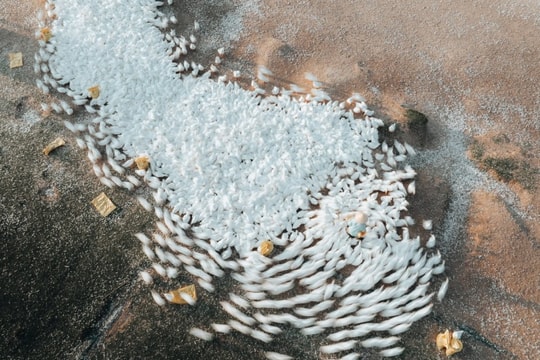 Tây Ninh: theo dấu 'lốc xoáy' vịt trắng bên núi Bà Đen