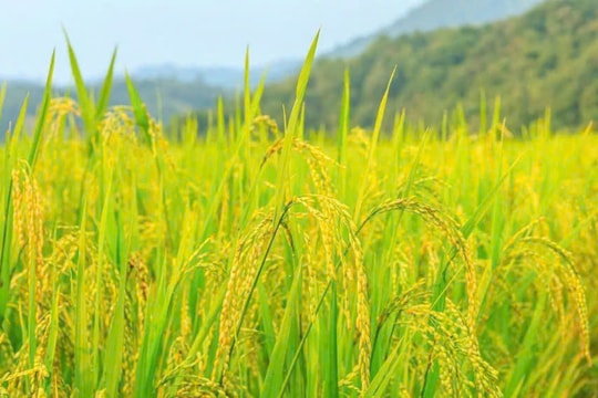 Giá lúa gạo hôm nay 25/12: Lúa ổn định, gạo tăng nhẹ