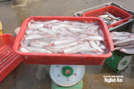 Ngư dân Nghệ An vào mùa đánh bắt cá cháo