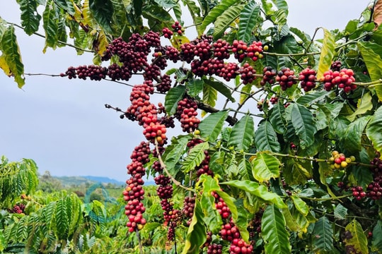 Giá cà phê hôm nay 27/12/2025: Giảm nhẹ, Trung Quốc tăng mua