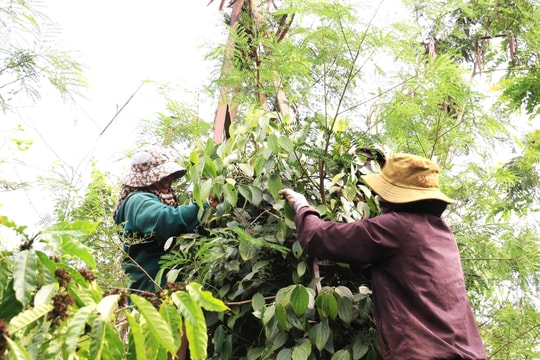 Giá tiêu hôm nay 27/12/2025: Sản lượng tiêu dự báo giảm 5-7%