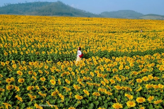 Nghệ An: Cánh đồng hoa hướng dương nở rộ, mở cửa miễn phí