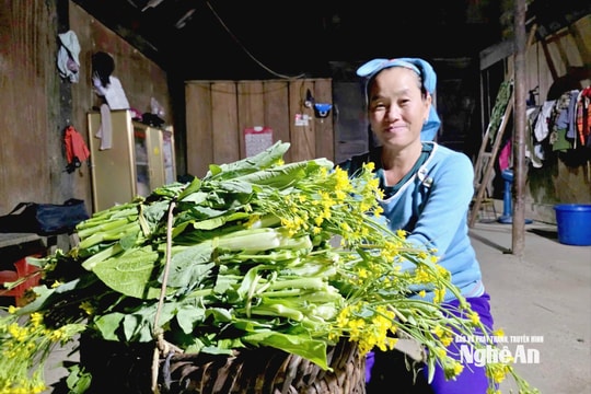 Cách nông dân rẻo cao Nghệ An tạo thu nhập hàng chục triệu đồng từ rau cải Mông