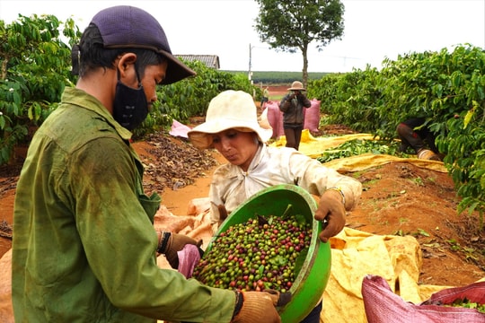 Giá cà phê hôm nay 29/12/2025: Trong nước tiến sát 100.000 đồng