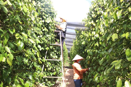 Giá tiêu hôm nay 28/12/2025: Tăng nhẹ 500 đồng