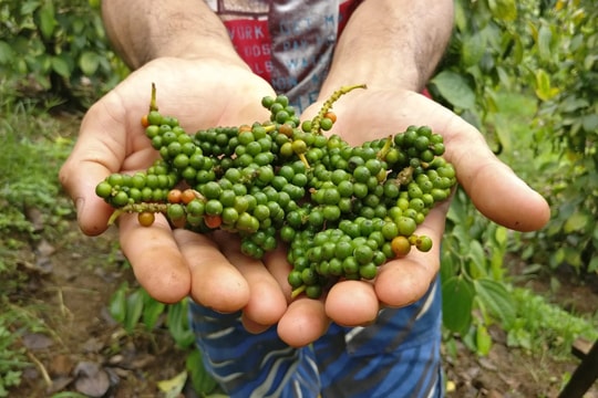 Giá tiêu hôm nay 29/12/2025: Đối mặt rủi ro sau mưa lũ