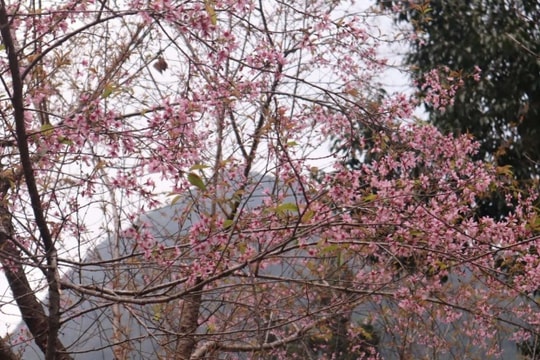 Tuyên Quang: Những điểm ngắm hoa anh đào rực rỡ dịp Tết Dương lịch 2026