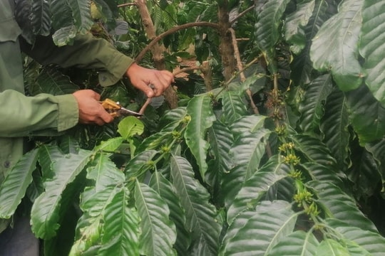 Giá cà phê hôm nay 30/12/2025: Xuất khẩu đạt mốc chưa từng có