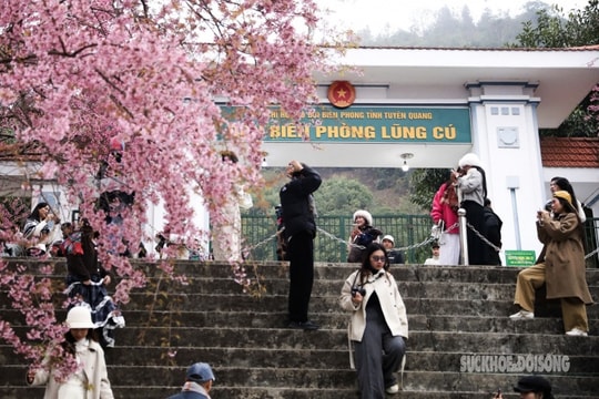 Lũng Cú: Ngắm mai anh đào nở rộ trước Đồn Biên phòng