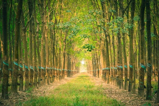 Giá cao su hôm nay 30/12: Nhật Bản lập đỉnh gần một tháng