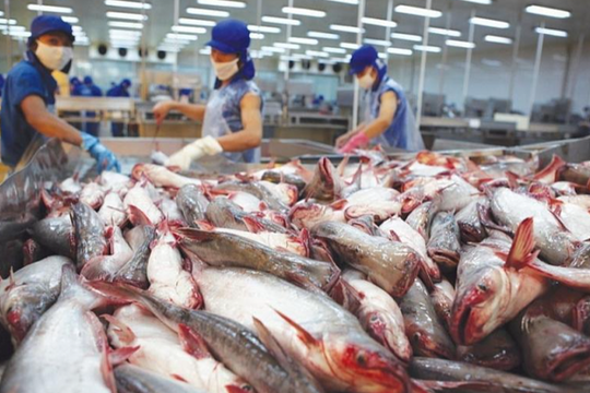Xuất khẩu cá tra dự báo cán mốc 2,2 tỷ USD năm 2025