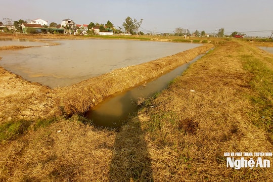 Thuốc bảo vệ thực vật bị lạm dụng, cỏ bờ ruộng chết khô