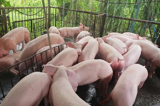 Giá heo hơi hôm nay 31/12: Miền Nam tăng đến 2.000 đồng/kg