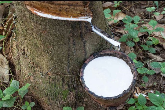 Giá cao su ngày 31/12: Sàn Tocom tăng phiên thứ 7 liên tiếp, SHFE giảm sâu