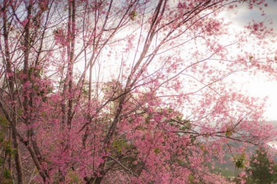 Đà Lạt: 5 tọa độ ngắm mai anh đào rực rỡ dịp đầu năm