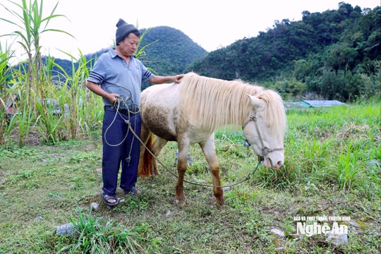 Ngựa quý giữa mây ngàn Mường Lống
