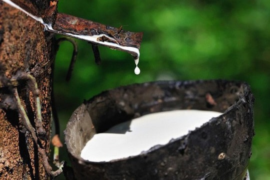 Giá cao su hôm nay 1/1/2026: Sàn Nhật Bản tăng phiên thứ 8, giá nội địa giữ mức cao