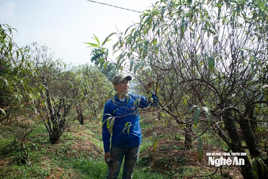 Làng đào vào vụ Tết