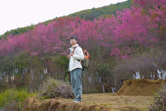 Mù Cang Chải và Sa Pa quá tải trong mùa hoa tớ dày và lễ hội đầu năm