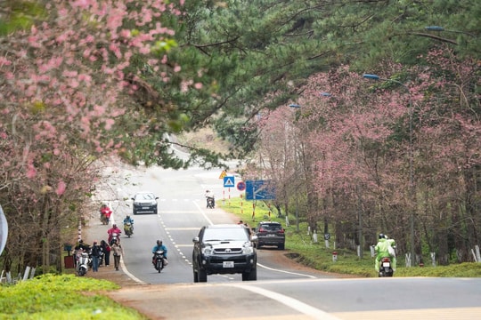 Măng Đen: Sắc hồng anh đào nở rộ hút khách dịp đầu năm 2026