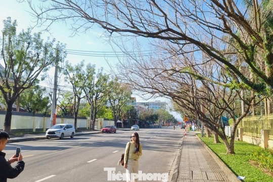 Đà Nẵng: Ngắm hàng sưa mùa thay lá đẹp tựa thước phim tại Bàn Thạch