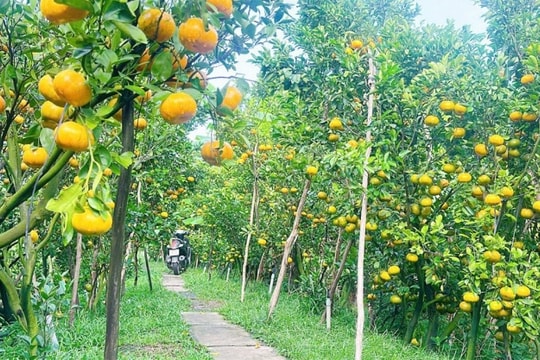 Lai Vung rực sắc cam: Trải nghiệm mùa quýt hồng chín rộ tại thủ phủ Đồng Tháp