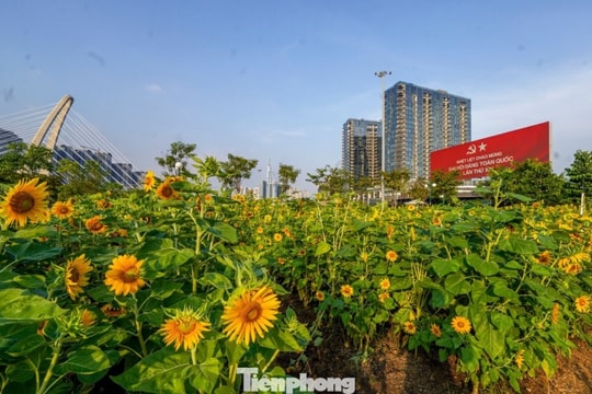 TPHCM: Chiêm ngưỡng vườn hoa hướng dương nghìn bông khoe sắc bên bờ sông Sài Gòn