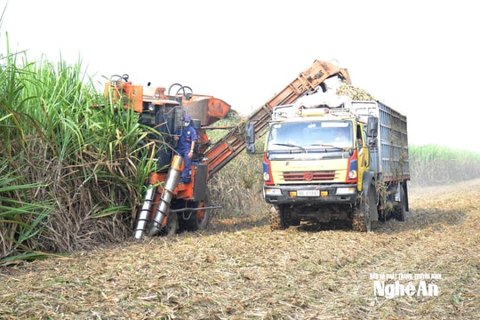 Nhiều khó khăn cho vụ ép mía đường 2026