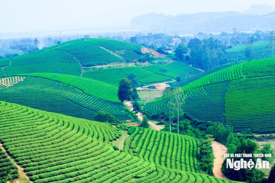 Nhiều bước chuyển quan trọng trong quản lý đất đai ở Nghệ An