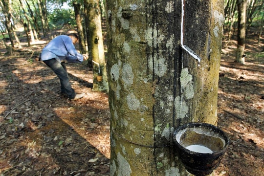 Giá cao su hôm nay 5/1: Thị trường thế giới phân hóa, giá trong nước ổn định ở mức cao